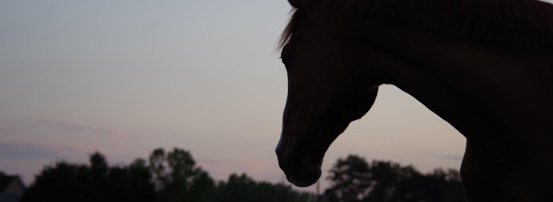 Chevaux et poneys