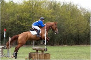 Le concours complet d'équitation (CCE)