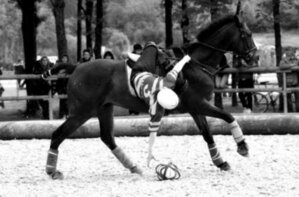 Le horse-ball