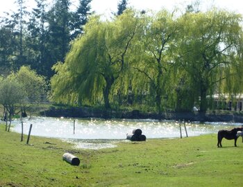 Près et paddocks