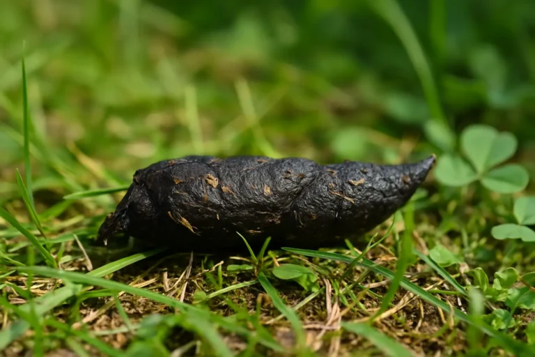 Gros plan réaliste d’une crotte de renard sur de l’herbe humide, de forme allongée et effilée, montrant clairement sa texture et les débris caractéristiques permettant l’identification.