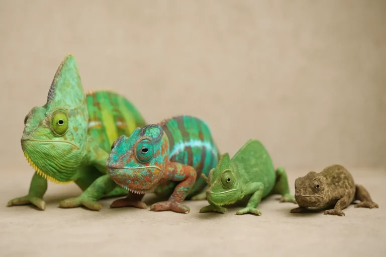 Groupe de caméléons de différentes espèces alignés sur une surface neutre, montrant leurs couleurs et morphologies variées