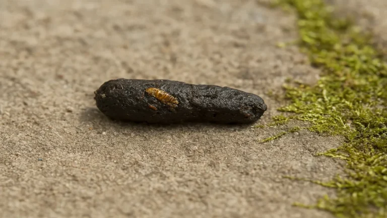 Crotte de crapaud sombre en gros plan sur une dalle de pierre humide dans un jardin, avec fragments d’insectes visibles