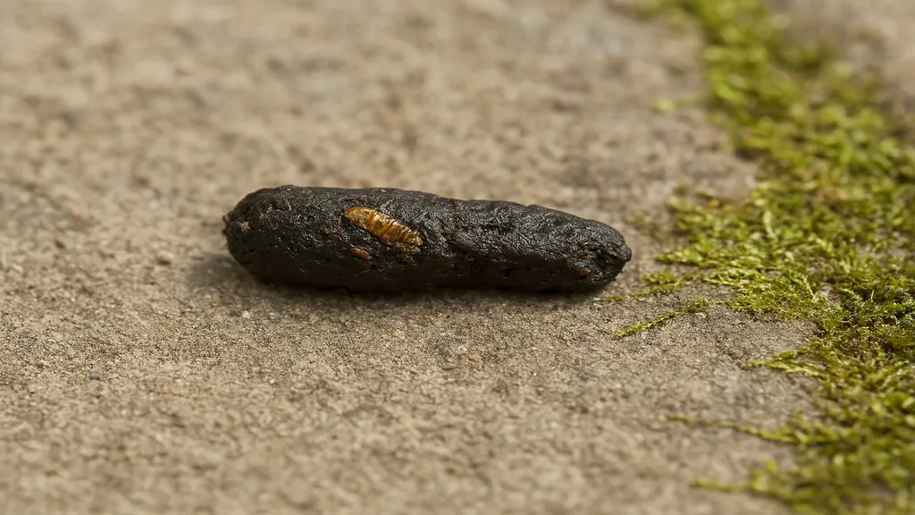 Crotte de crapaud sombre en gros plan sur une dalle de pierre humide dans un jardin, avec fragments d’insectes visibles