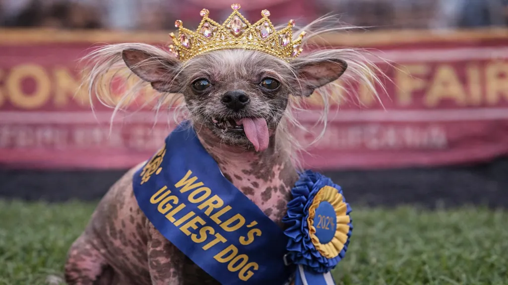Petunia, chien chinois à crête sans poils, élue chien le plus moche du monde 2025 lors du concours World's Ugliest Dog en Californie