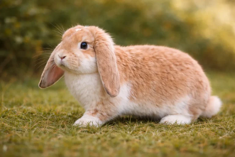 Lapin bélier nain adulte à oreilles tombantes observé de profil dans l’herbe, illustrant le gabarit compact, le pelage doux et la morphologie typique du mini lop.