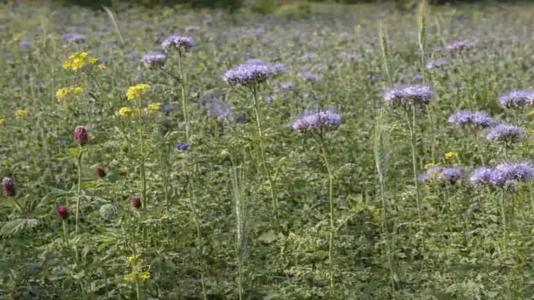Champ d’engrais vert composé de phacélie, moutarde et trèfle en floraison pour améliorer naturellement la structure et la fertilité du sol.
