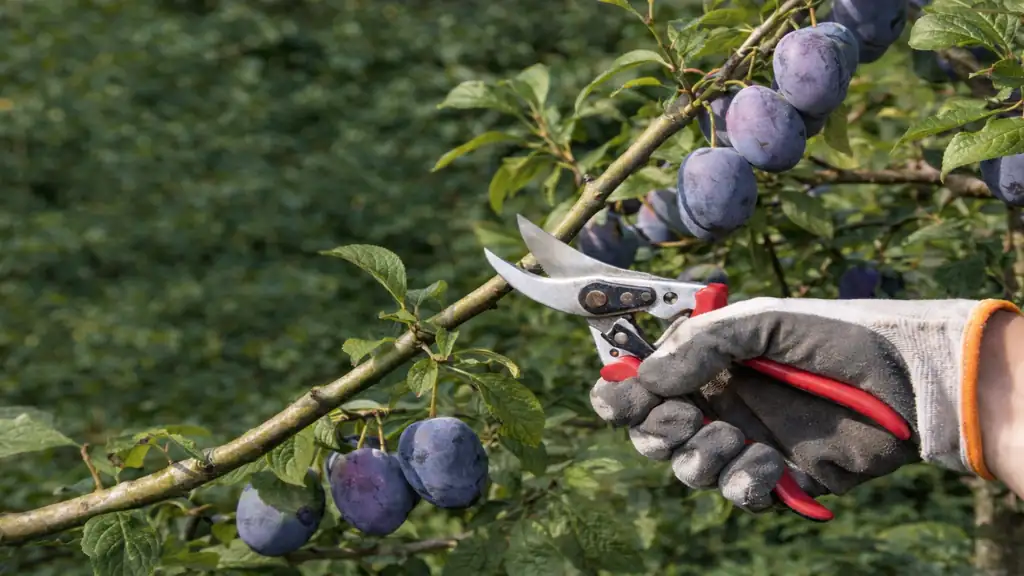 Taille d’un prunier avec sécateur sur branche portant des prunes mûres, coupe réalisée au-dessus d’un bourgeon extérieur.