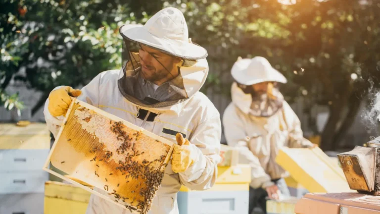 Apiculture : équipements indispensables pour gérer vos ruches avec sérénité