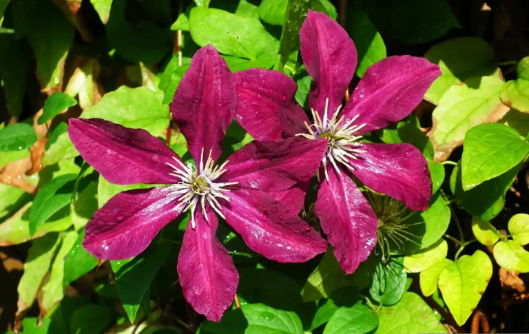 Clématites à grandes fleurs – les plus belles variétés pour le jardin