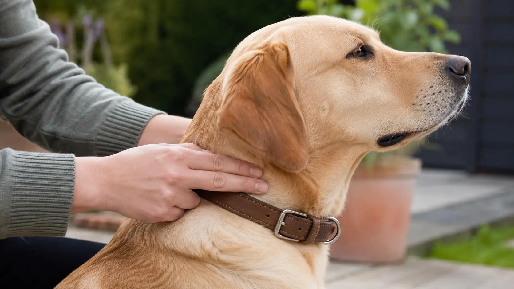 Gros plan sur un labrador pendant qu’une personne vérifie l’ajustement de son collier dans un jardin.