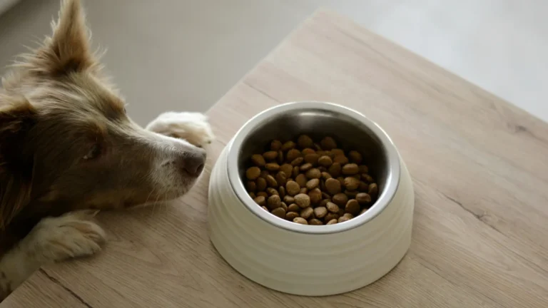 Poil terne, fatigue, digestion compliquée : et si la gamelle de votre chien était en cause ?
