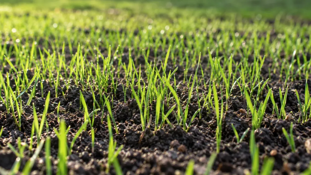 Jeune pelouse qui lève, brins d'herbe fins après un semis de gazon